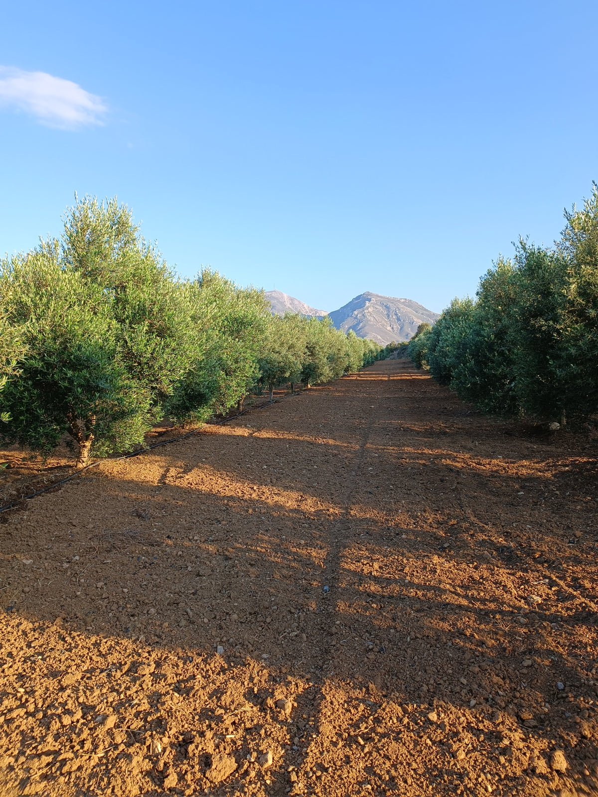 The Karepidis family olive grove in Crete