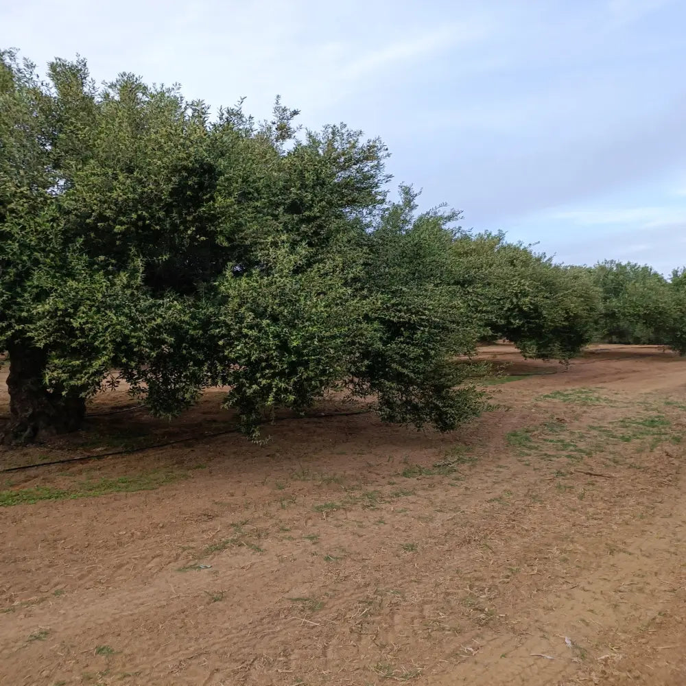 PLOUMI olive harvest in the Messara Valley, Crete